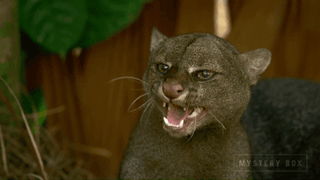 Animació d'un jaguarundi